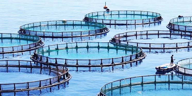 به گزارش خبر انرژی به نقل از خبرگزاری مهر به نقل از سازمان شیلات ایران، معاون وزیر و رئیس سازمان شیلات ایران در جلسه اعلام گزارش عملکرد شورای راهبردی تحقیقات شیلات، تشکیل شورای راهبردی تحقیقات شیلات را اقدام مؤثری برای تحقق برنامه‌ها و اهداف سازمان برشمرد و گفت: بعد از برگزاری ۱۰ جلسه و تشکیل پنج کارگروه تخصصی بیش از ۳۵۰ پروژه تحقیقاتی احصا شد که ۲۵۷ پروژه اولویت‌دار بر اساس برنامه تحولی سازمان شیلات مشخص شد.