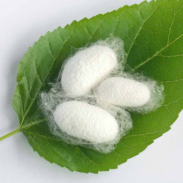 به گزارش خبر انرژی به نقل از وزارت جهاد کشاورزی، رضا صورتی زنجانی رئیس مرکز تحقیقات ابریشم کشور از دو برابر شدن توزیع تخم نوغان ایرانی در کشور خبر داد و گفت: با همت و برنامه‌ریزی دستگاه‌های اجرایی و تحقیقاتی مسئول دولتی و تلاش‌های بخش خصوصی، توزیع تخم نوغان ایرانی به ۸ هزار و ۳۰۰ تخم نوغان در سال جاری رسیده در حالی که میزان تولید این محصول در سال گذشته حدود ۴ هزار تخم نوغان بوده است.