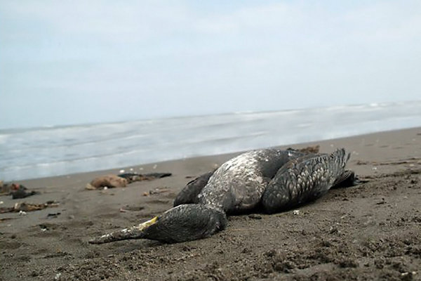 به گزارش خبر انرژی به نقل از خبرگزاری مهر، ناصر عسکری‌فرد اظهار کرد: در سال گذشته هیچ مورد مثبتی از شیوع بیماری آنفلوآنزای فوق حاد پرندگان و تلفات طیور در خوزستان نداشته‌ایم که این امر مهم با رصد و پایش‌های کارشناسان دامپزشکی استان در فصل کوچ پرندگان آزاد پرواز به خوزستان رخ داد.