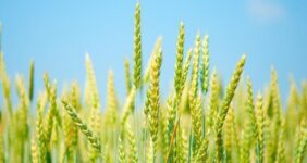 به گزارش خبر انرژی به نقل از وزارت جهاد کشاورزی، اکبر آهنگران، مدیرکل دفتر پیش‌آگاهی و کنترل عوامل خسارت‌زا سازمان حفظ نباتات کشور با بیان اینکه مبارزه با بیماری‌های گندم تاکنون در سطح ۴۰۰ هزار هکتار از سوی کشاورزان انجام شده است، گفت: حدود ۶۰ هزار هکتار از این سطح مبارزه، مربوط با مبارزه با بیماری زنگ زرد گندم می‌باشد.