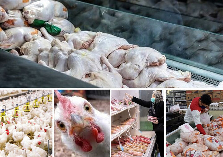به گزارش خبر انرژی به نقل از خبرگزاری مهر: طی یک ماه گذشته بازار مرغ در استان‌های مختلف کشور به دلایل مختلف دچار التهاب شد، همین موضوع باعث افزایش قیمت مرغ در برخی از مناطق کشور شد.
