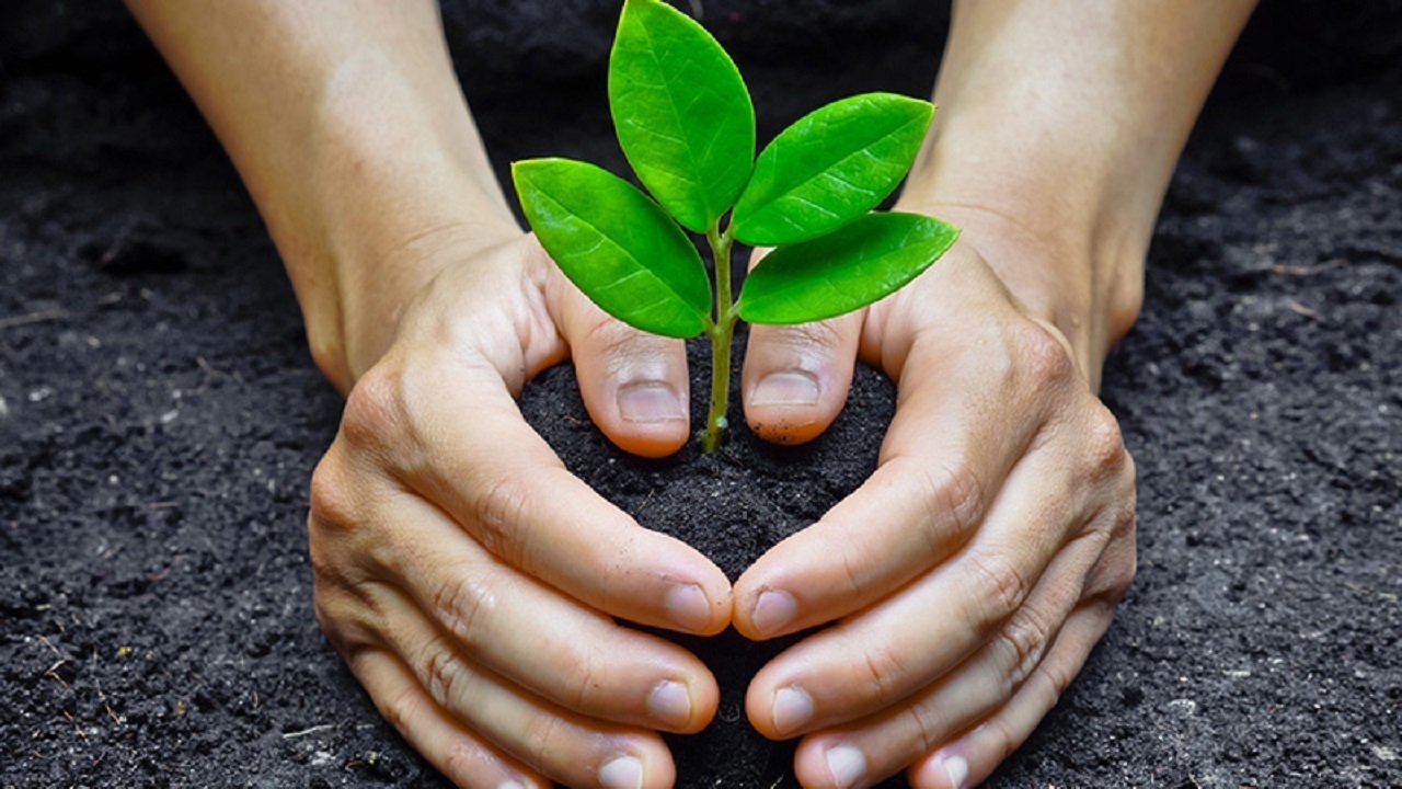 به گزارش خبر انرژی به نقل از وزارت جهاد کشاورزی، نقی شعبانیان با بیان این مطلب در گفت و گو با خبرنگار ما اظهار داشت: طرح مردمی کاشت یک میلیارد درخت هر سال دارای سه بخش اجرایی تولید، کاشت و نگهداری نهال است و در سال جاری بخش نخست اجرای این طرح با تولید بیش از ۲۵۰ میلیون اصله نهال، تمام شده و استان‌ها اکنون بخش دوم اجرا یعنی مقدمات کاشت را آغاز کرده‌اند.