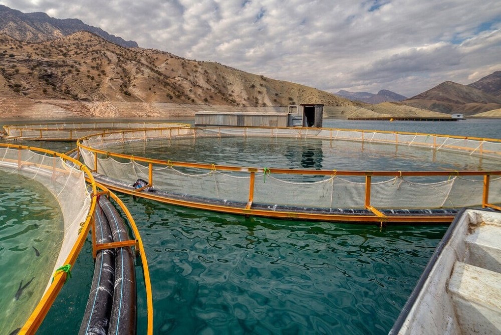 به گزارش خبرانرژی، کارشناسان آبزی‌پروری، ذی نفعان صنعت آبزیان و نمایندگان کشورها برای رسیدگی به چالش ها و اولویت‌های نوظهور منطقه از ۴ تا ۵ دسامبر ۲۰۲۴ (۱۴ تا ۱۵ آذر ۱۴۰۳)در کنفرانس منطقه‌ای آبزی‌پروری دریای مدیترانه و دریای سیاه گرد هم می‌آیند.
